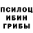 Псилоцибиновые грибы Psilocybine cubensis Nikolay Reutin
