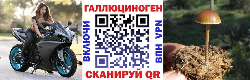 Галлюциногенные грибы Psilocybe  Сортавала 